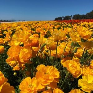 Meet your Posher, Lili